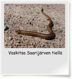 Vaskitsa Saarij�rven tiell�