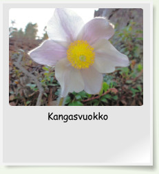 Kangasvuokko